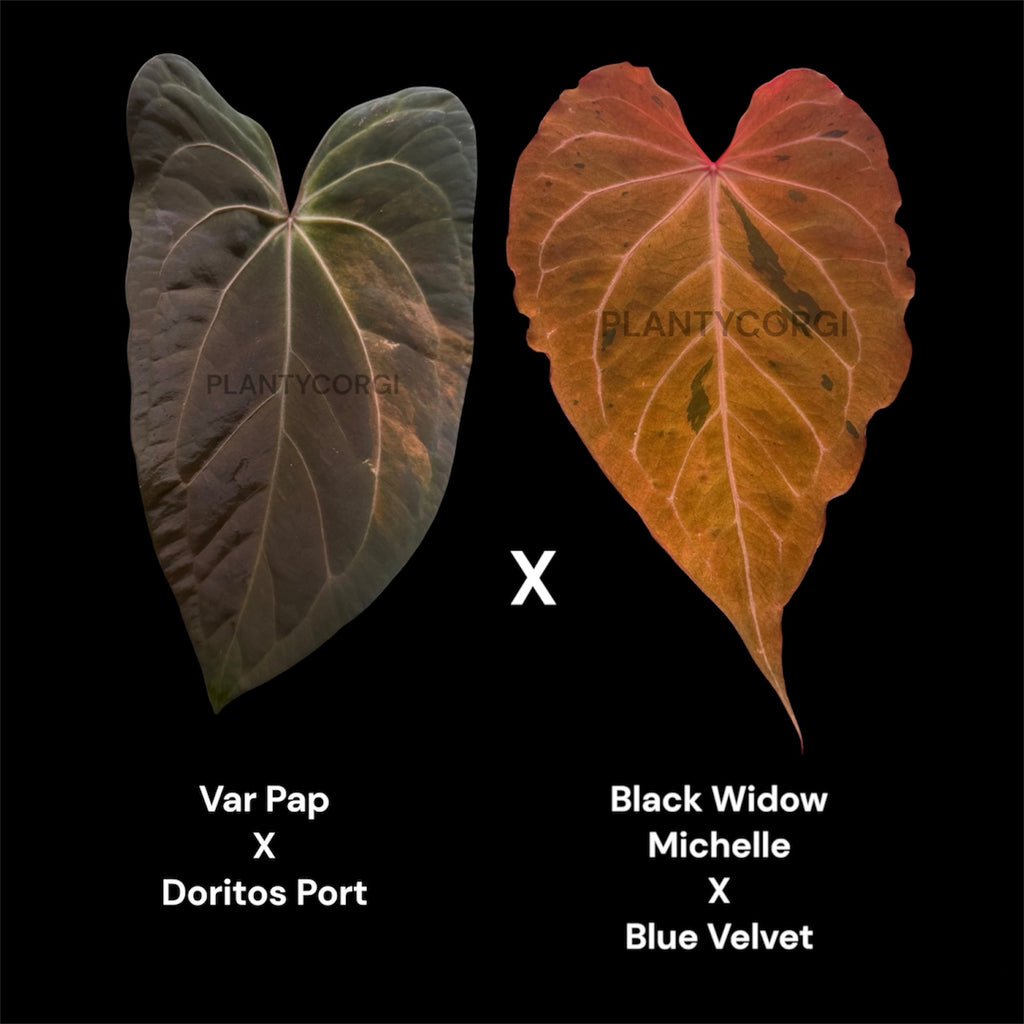 Confirm Variegated: Var pap Dorito Port X black widow Michelle Blue velvet