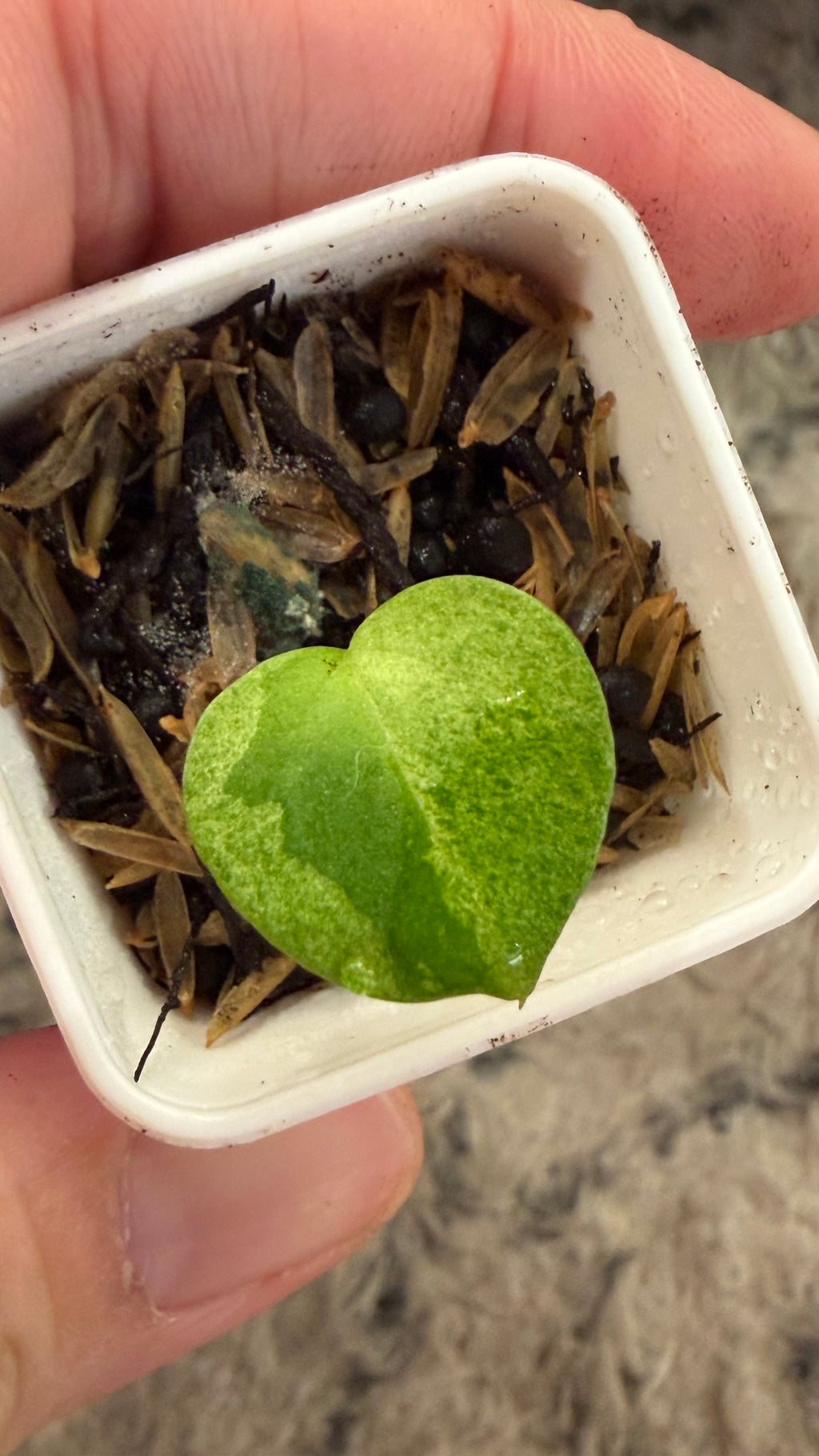 Confirm Variegated: Var pap Dorito Port X black widow Michelle Blue velvet