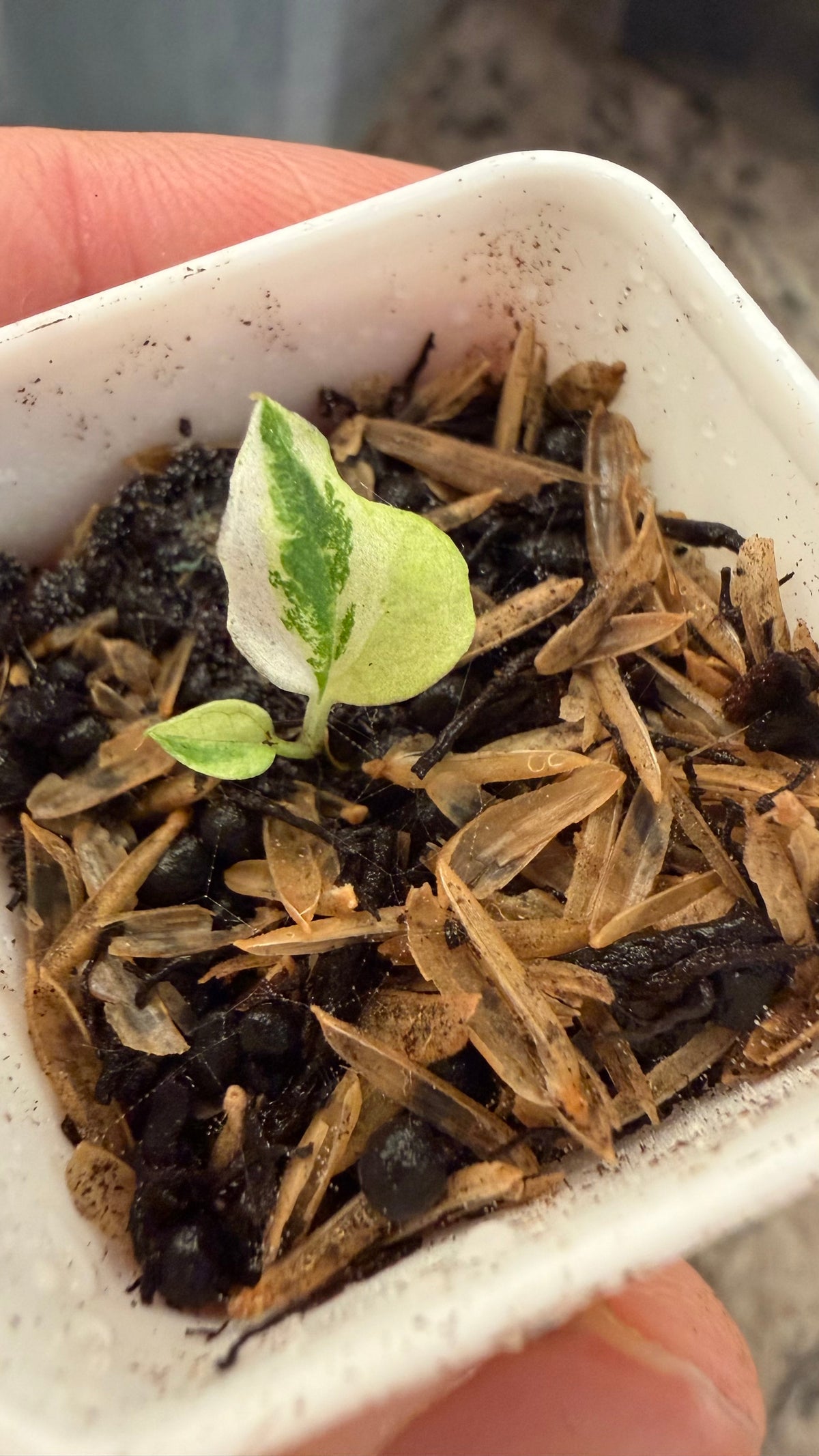 Confirm Variegated: Var pap Dorito Port X black widow Michelle Blue velvet