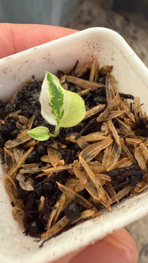 Confirm Variegated: Var pap Dorito Port X black widow Michelle Blue velvet