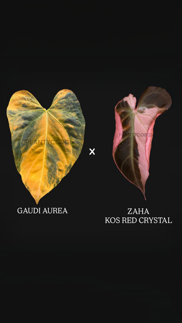 Golden Cathedral: Confirm Var. Seedling: Gaudi Aurea x HURC “ZAHA”
