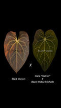 Seed: Black Venom X Carla “District” Black Widow Michelle