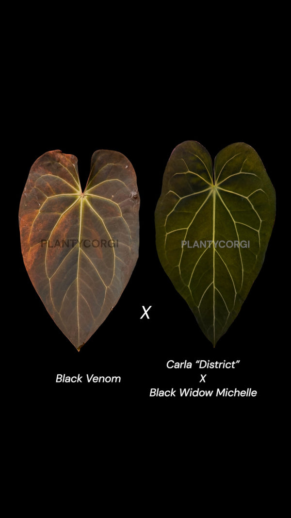 Seed: Black Venom X Carla “District” Black Widow Michelle