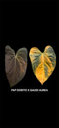 Seed: V. PAP DORITO X GAUDI AUREA (VAR. NOID)