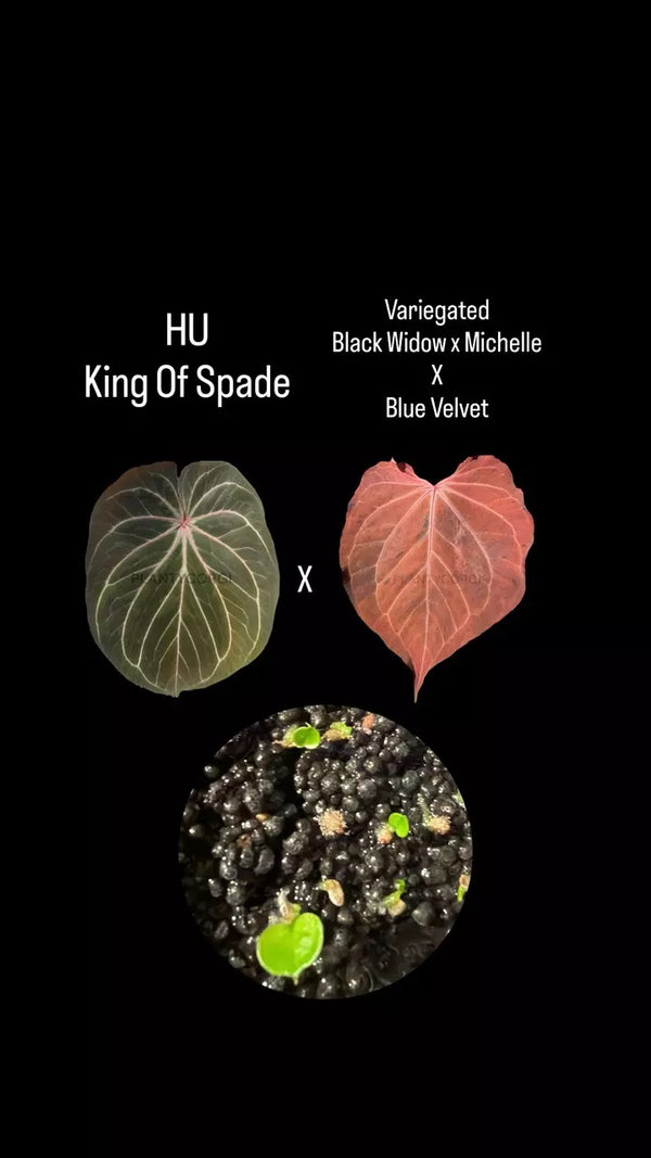 KOS x BWM BLUE VELVET