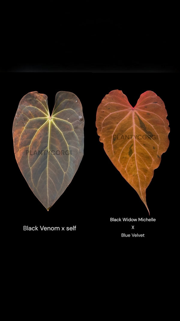 Grower choice Confirmed variegated : Black Venom x Black Widow Michelle Blue Velvet