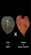 KOS Doc Block F2 X Black widow Michelle Blue Velvet