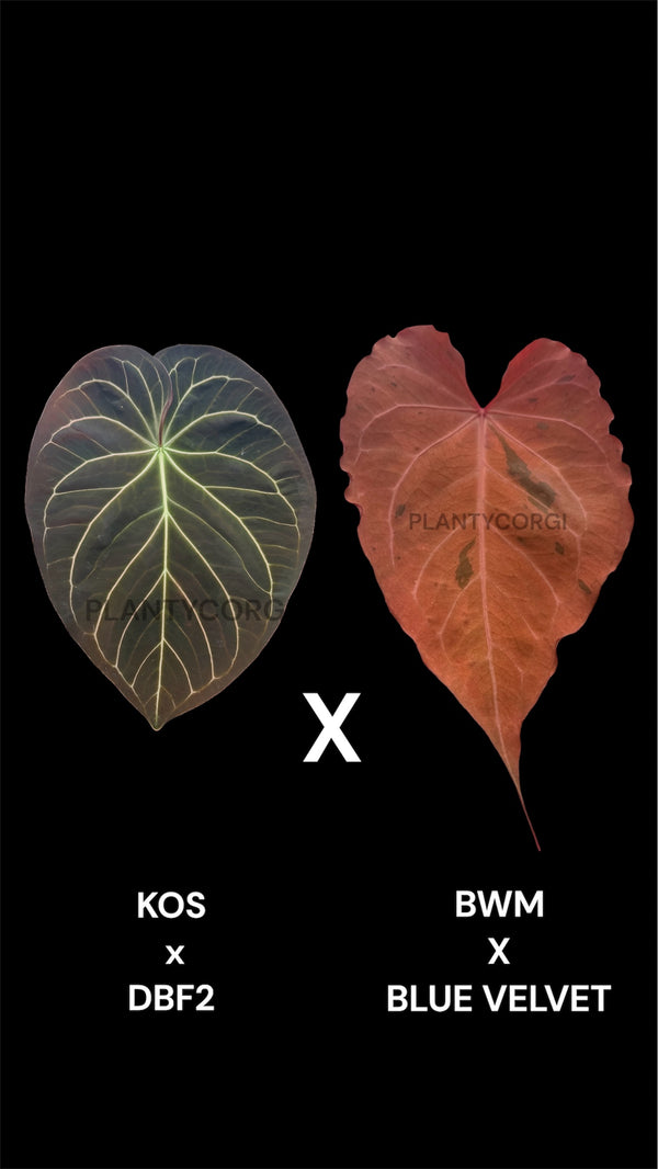 KOS Doc Block F2 X Black widow Michelle Blue Velvet