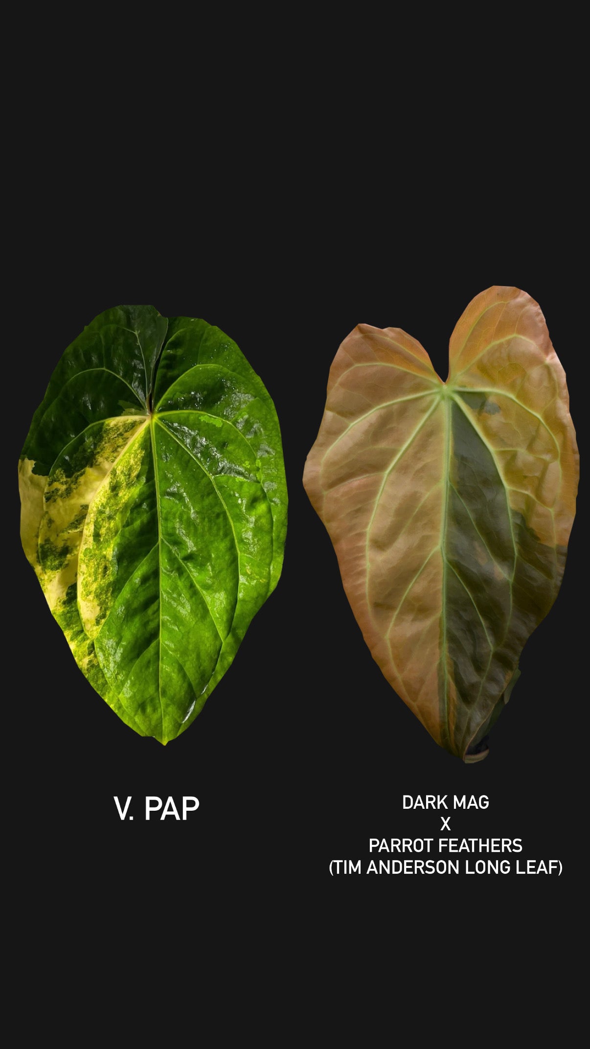 Seed : Var. Pap x Dark mag parrot feathers (Tim Anderson long leaf)