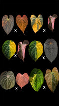 Var chase seedlings