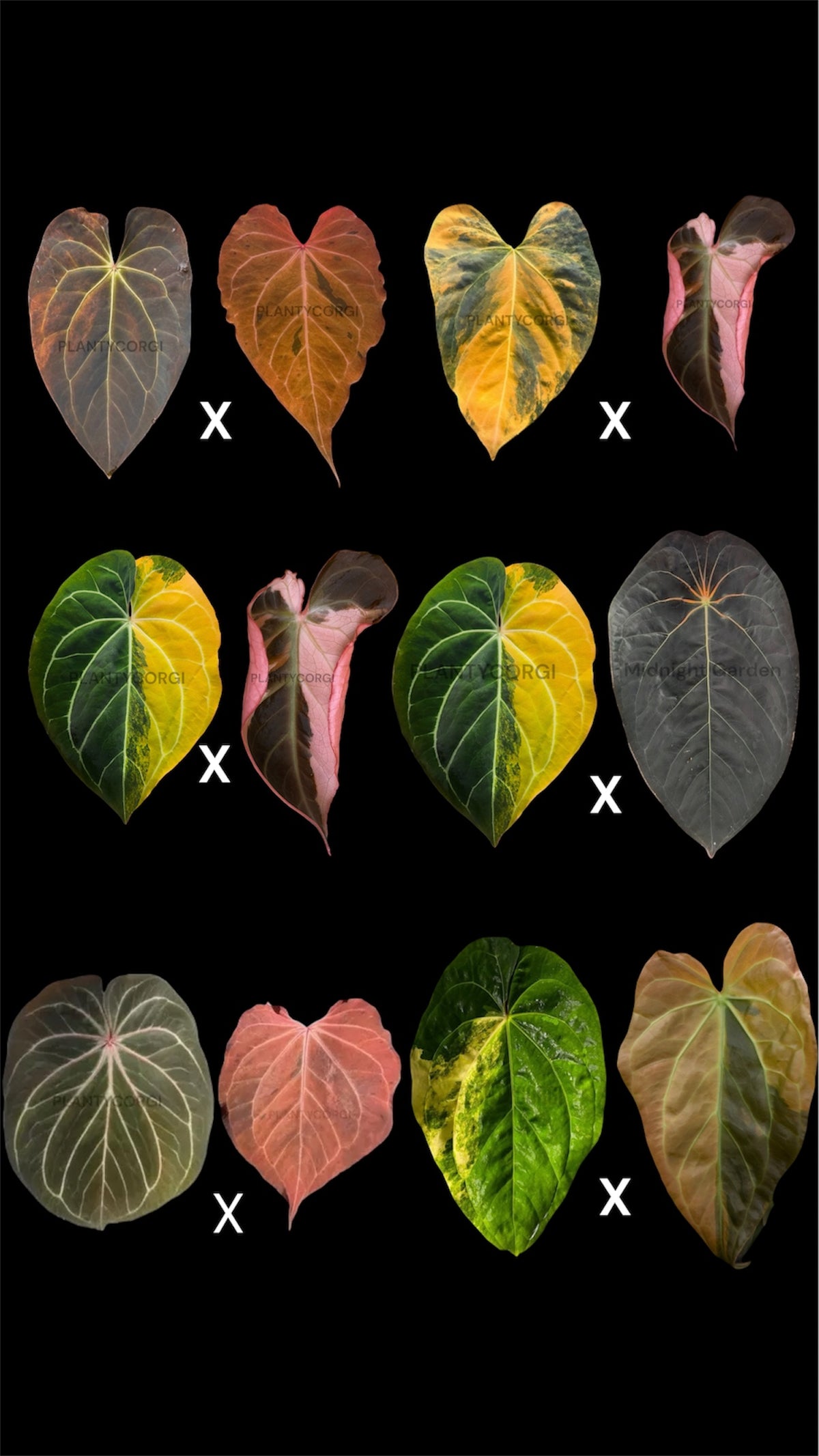 Var chase seedlings