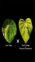 Grower choice Confirmed variegated : Var. Pap x Dark mag parrot feathers (Tim Anderson long leaf)