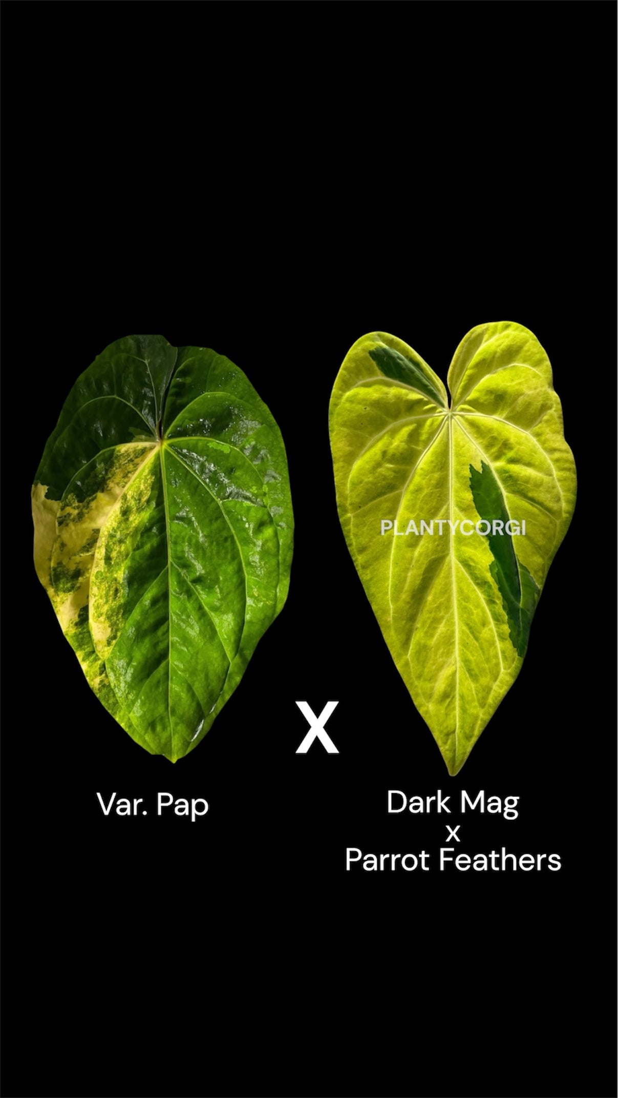 Grower choice Confirmed variegated : Var. Pap x Dark mag parrot feathers (Tim Anderson long leaf)
