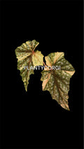 Begonia Izumo no Kiraboshi