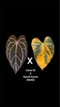 Seed: Carla 10 x Gaudi Aurea