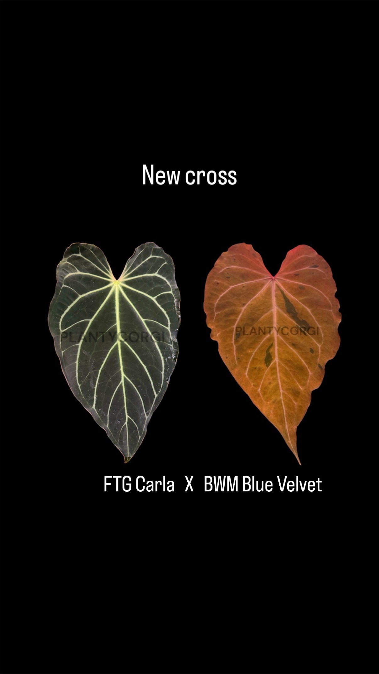 Seed: FTG Carla x Black Widow Michelle Blue Velvet
