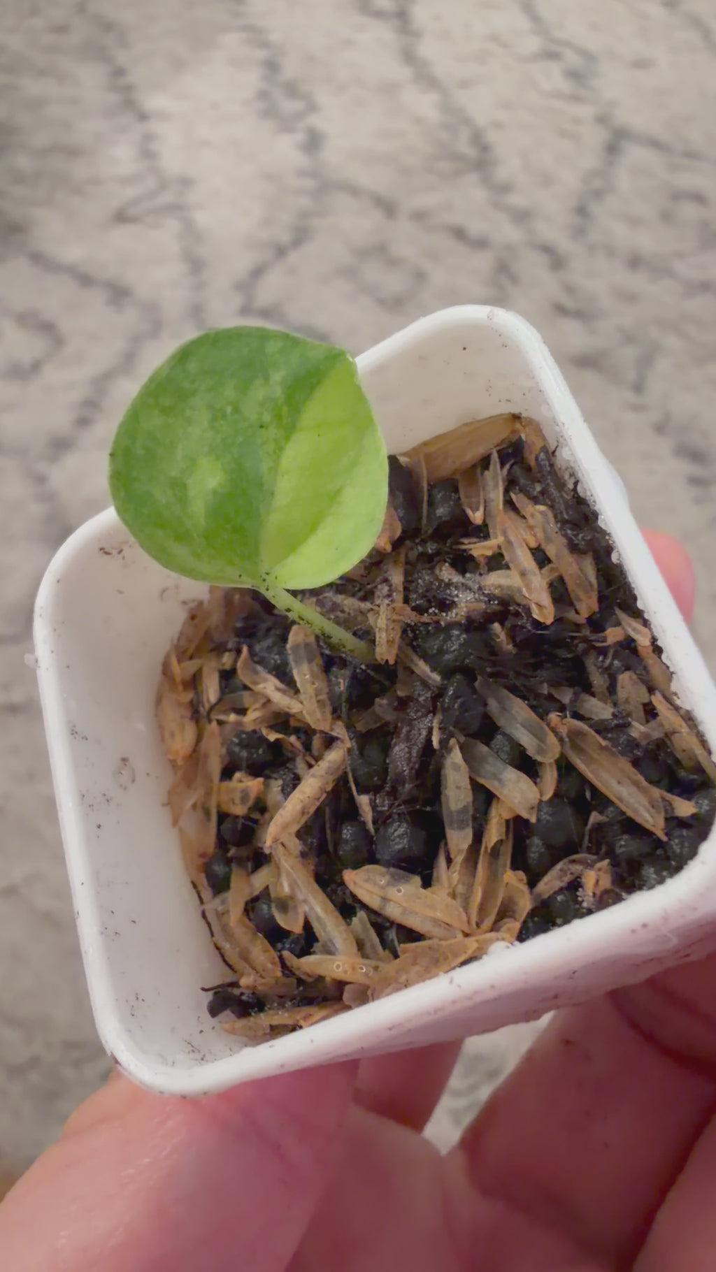 Confirm Variegated: Var pap Dorito Port X black widow Michelle Blue velvet